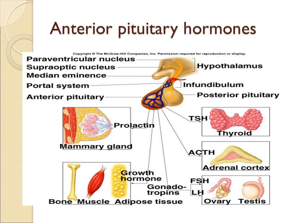anterior lobe hormones