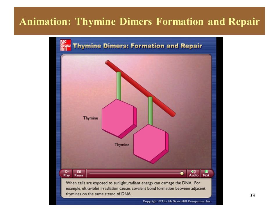 39 Animation: Thymine Dimers Formation and Repair Please note that due to differing operating systems, some animations will not appear until the presentation is viewed in Presentation Mode (Slide Show view).