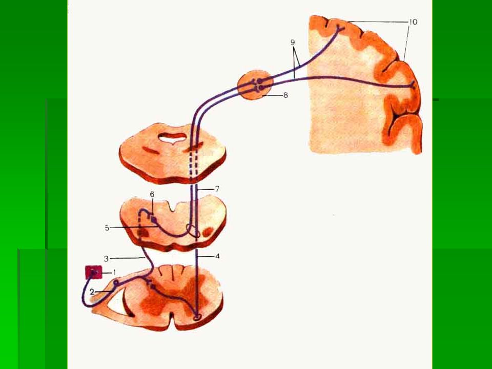 Поверхностная чувствительность. Ход проводников глубокой чувствительности неврология. Проводники поверхностной чувствительности. Поверхностная чувствительность схема. Проводящие пути поверхностной и глубокой чувствительности.