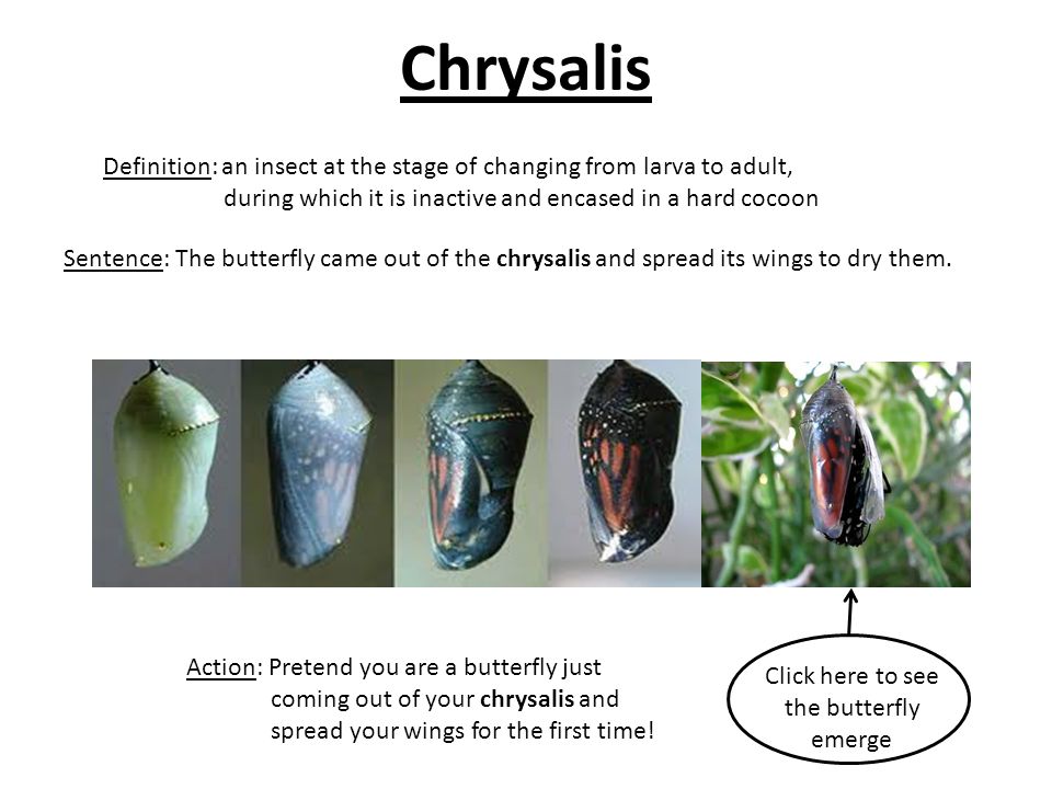 Meaning chrysalis What Happens