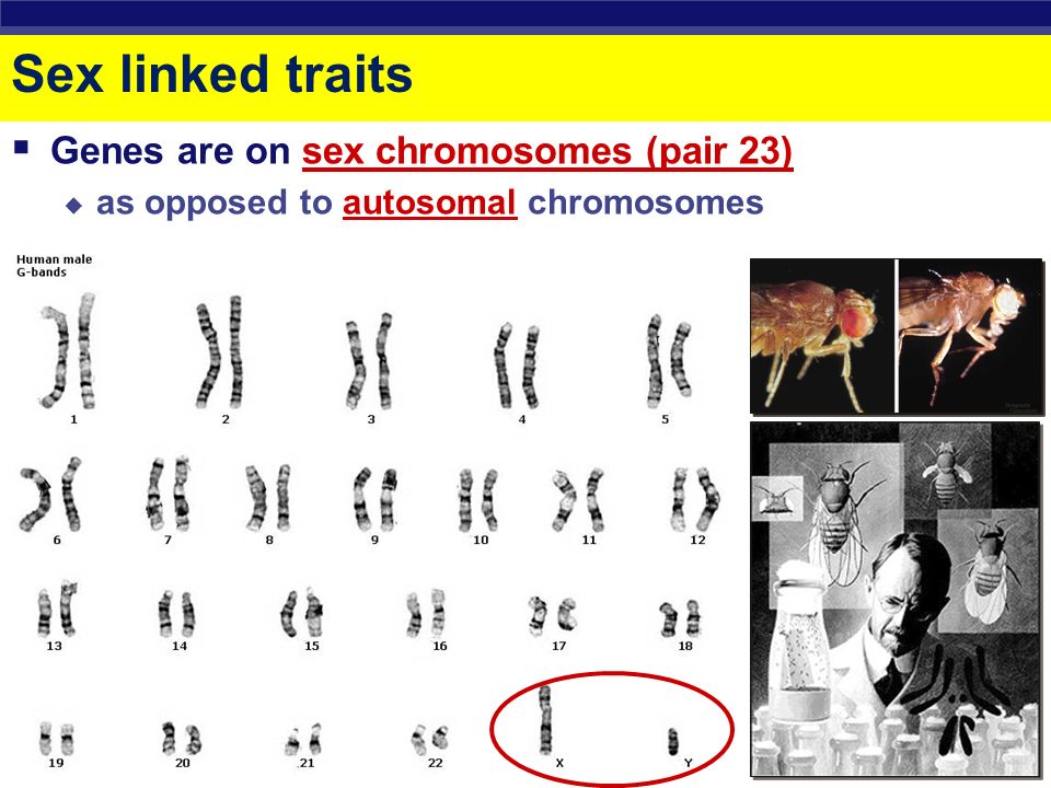 AP Biology Sex Linked Traits AP Biology Sex linked traits ...