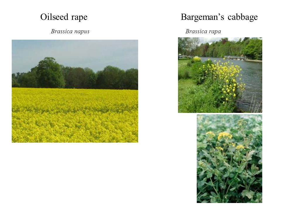 Oilseed rapeBargeman’s cabbage Brassica napusBrassica rapa