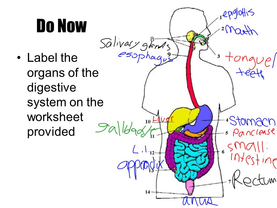 Helping Friends Living in the large intestine is a community of helpful bacteria –Escherichia coli: E.