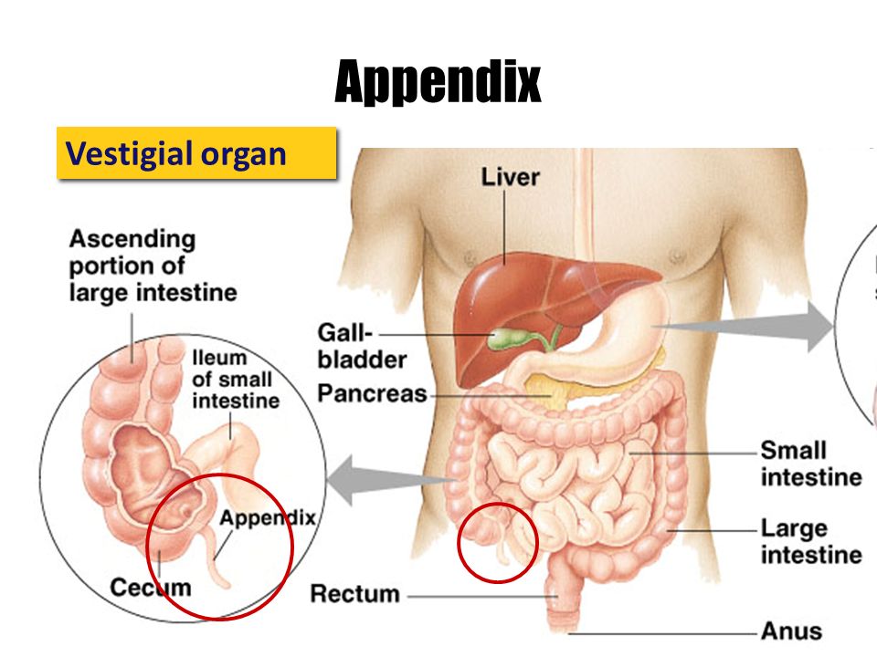 Large Intestine (cont’d) Ends in the rectum, a short tube that compresses waste into a solid form Waste is eliminated through the anus, a muscular opening at the end of the rectum