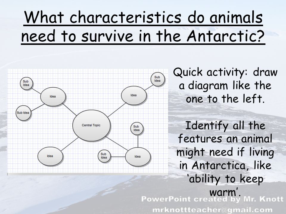 Antarctic Animals. What characteristics do animals need to survive in the  Antarctic? Quick activity: draw a diagram like the one to the left.  Identify. - ppt download