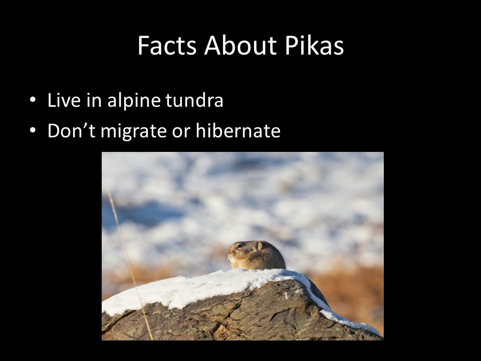 the perilous plight of the pika by fleur m ferro department of