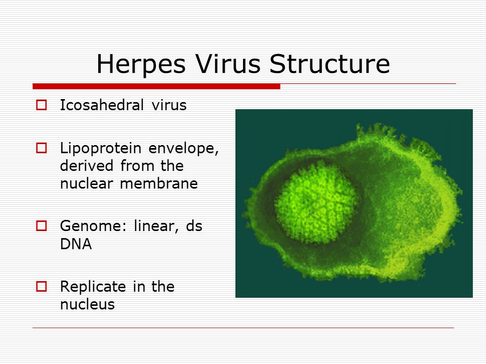 Herpes Virus Structure ? 