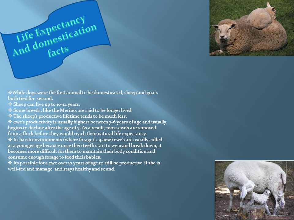 While dogs were the first animal to be domesticated, sheep and goats both  tied for second.  Sheep can live up to years.  Some breeds, like the. -  ppt download