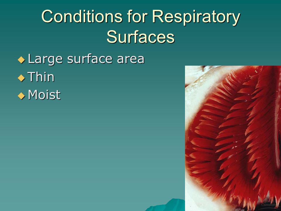 Conditions for Respiratory Surfaces  Large surface area  Thin  Moist