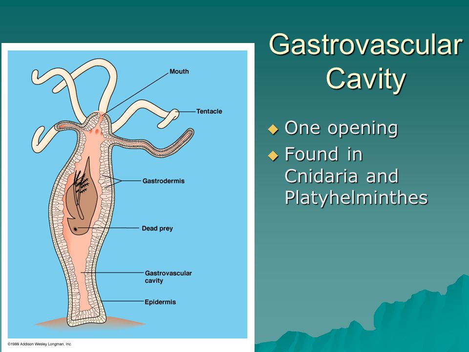 Gastrovascular Cavity  One opening  Found in Cnidaria and Platyhelminthes