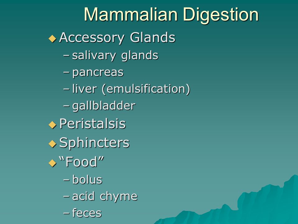 Mammalian Digestion  Accessory Glands –salivary glands –pancreas –liver (emulsification) –gallbladder  Peristalsis  Sphincters  Food –bolus –acid chyme –feces