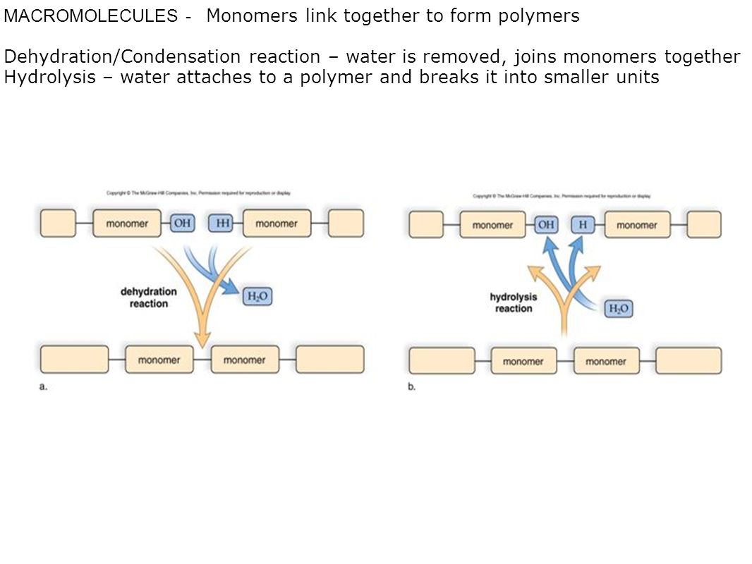 MACROMOLECULES - Monomers link together to form polymers Dehydration/Condensation reaction – water is removed, joins monomers together Hydrolysis – water attaches to a polymer and breaks it into smaller units