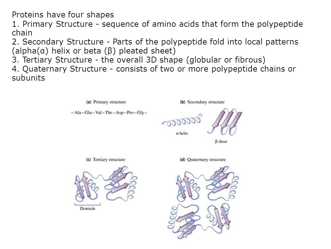 Proteins have four shapes 1.