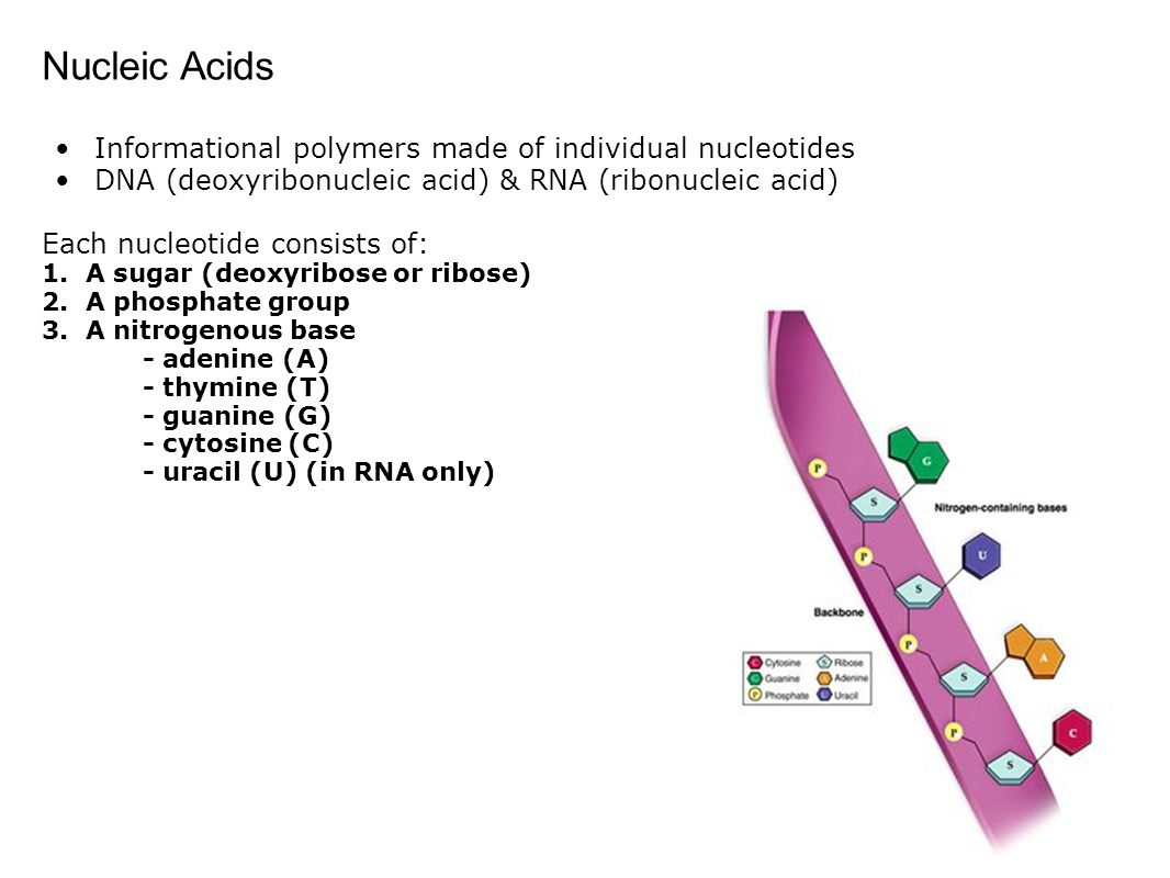 Nucleic Acids Informational polymers made of individual nucleotides DNA (deoxyribonucleic acid) & RNA (ribonucleic acid) Each nucleotide consists of: 1.