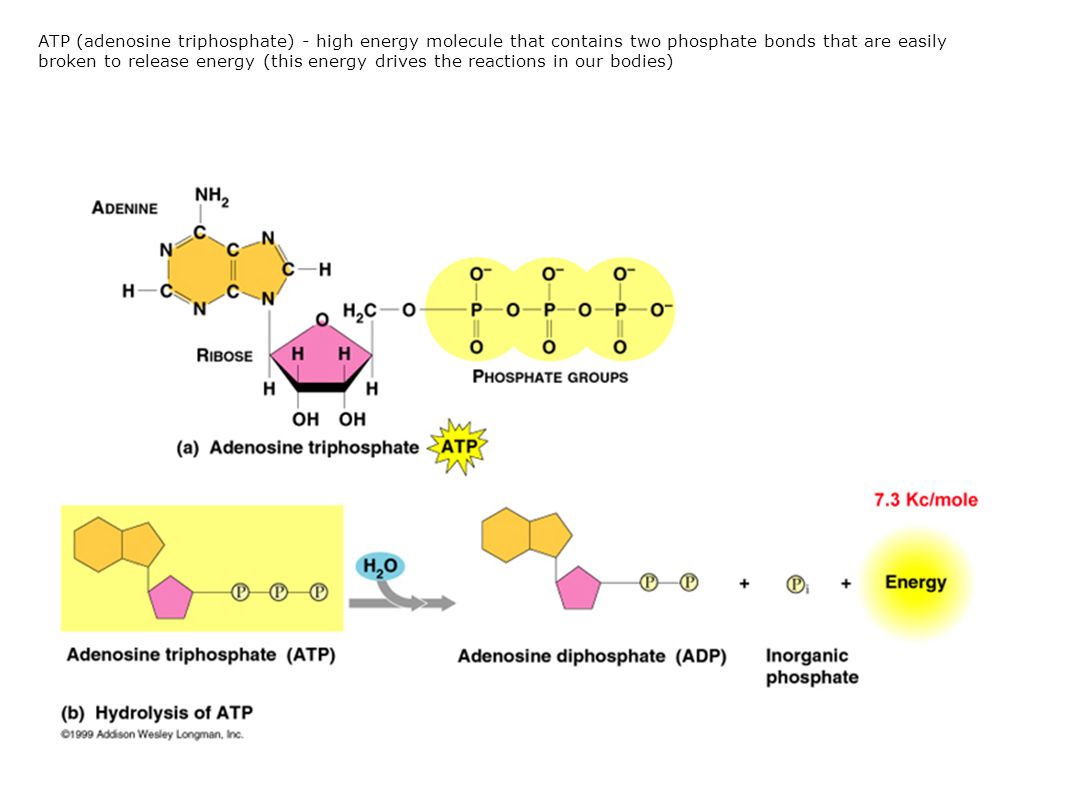 ATP (adenosine triphosphate) - high energy molecule that contains two phosphate bonds that are easily broken to release energy (this energy drives the reactions in our bodies)