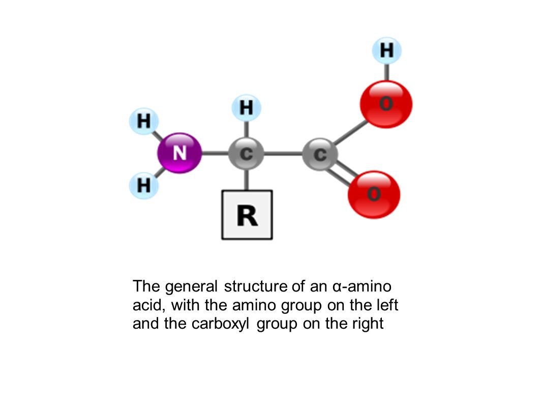 The general structure of an α-amino acid, with the amino group on the left and the carboxyl group on the right