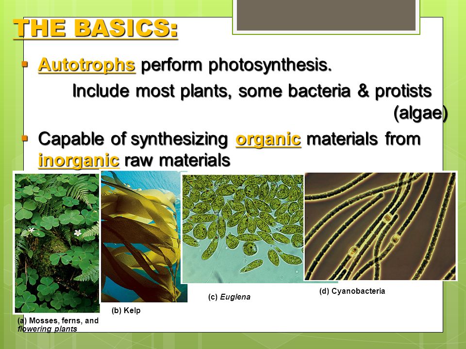 Photosynthesis Process in which light energy converts inorganic 