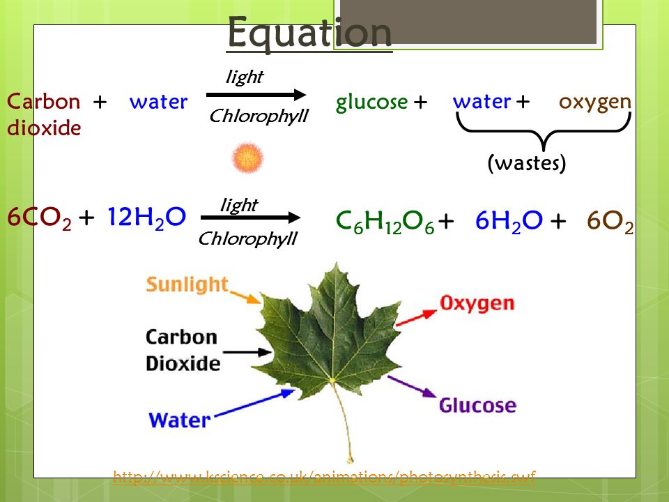 Photosynthesis Process in which light energy converts inorganic 