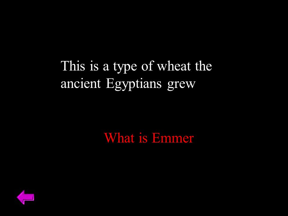 This is a type of wheat the ancient Egyptians grew What is Emmer