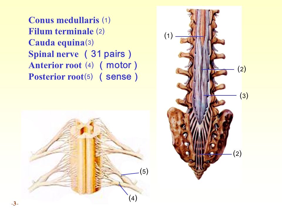 Спинной форум. Filum terminale спинного. Filum terminale спинного мозга. Conus medullaris спинного.