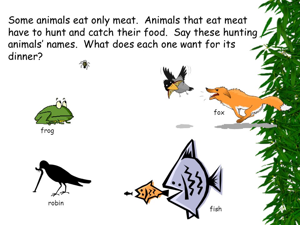 ما الحيوان يأكل أوراق شجرة الفاكهة