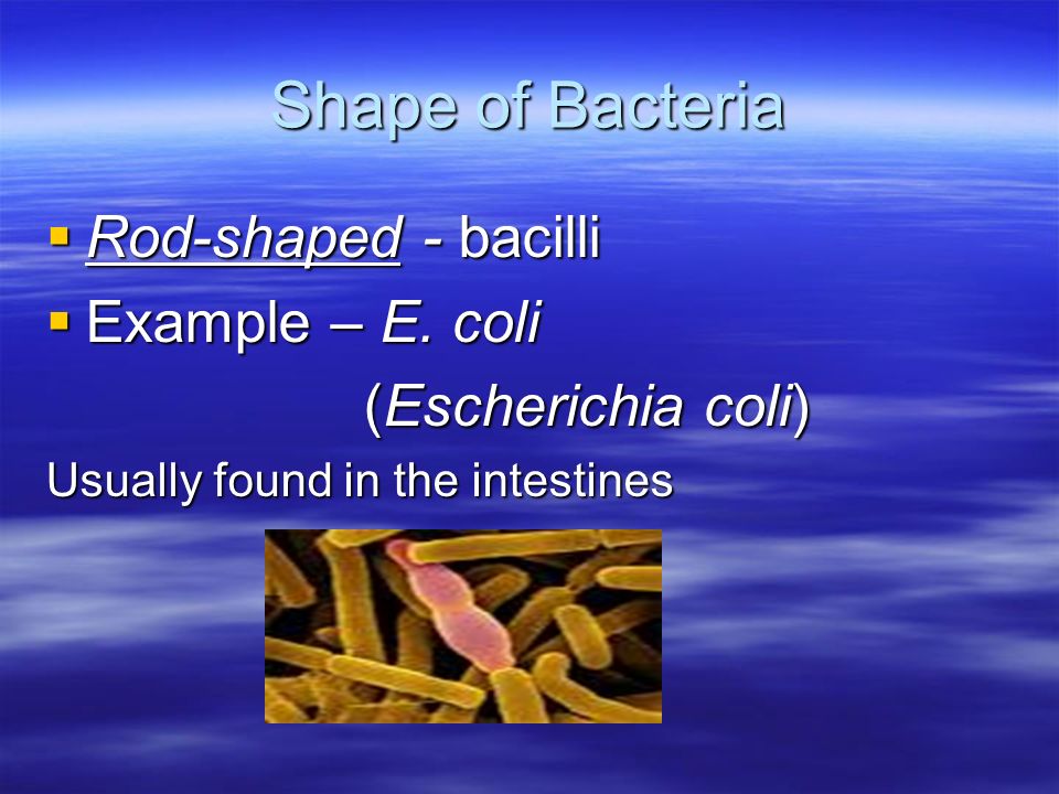 The Bacterial Cell Bacteria are prokaryotic (lack a nucleus) - ppt download