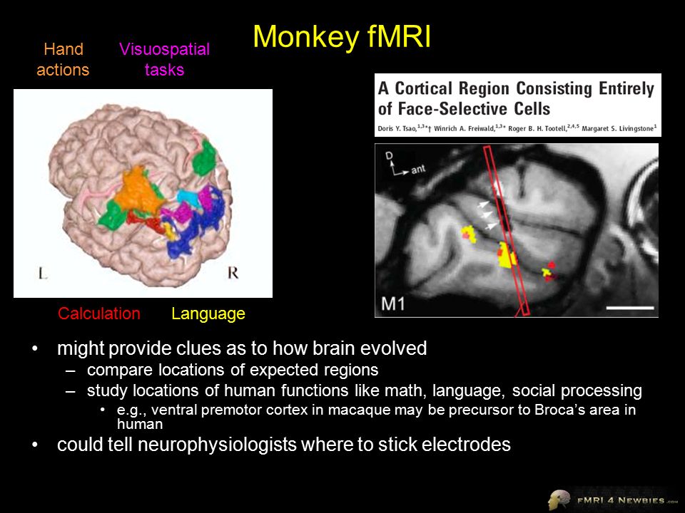 Monkey fMRI might provide clues as to how brain evolved –compare locations of expected regions –study locations of human functions like math, language, social processing e.g., ventral premotor cortex in macaque may be precursor to Broca’s area in human could tell neurophysiologists where to stick electrodes CalculationLanguage Hand actions Visuospatial tasks