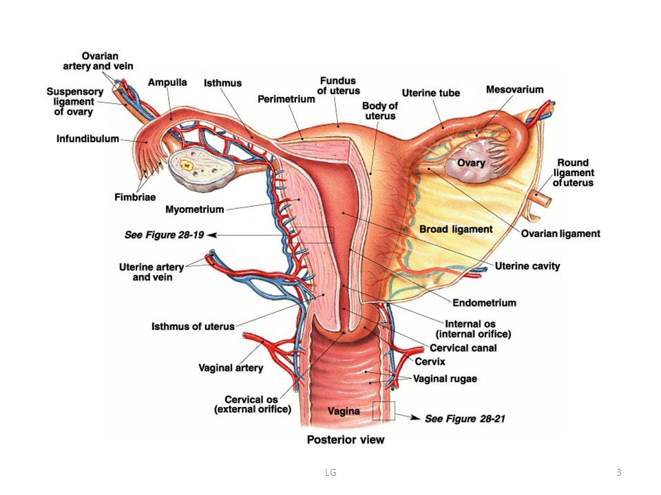Anatomy and physiology of the female reproductive system