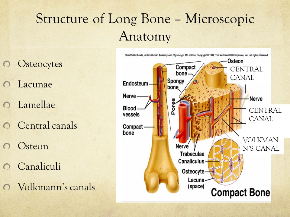 Long bone. Bone structure. Лакуны кости. Volkmann’s canal Bone.