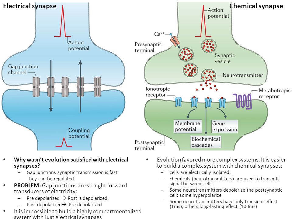 chemical synapse and electrical synapse