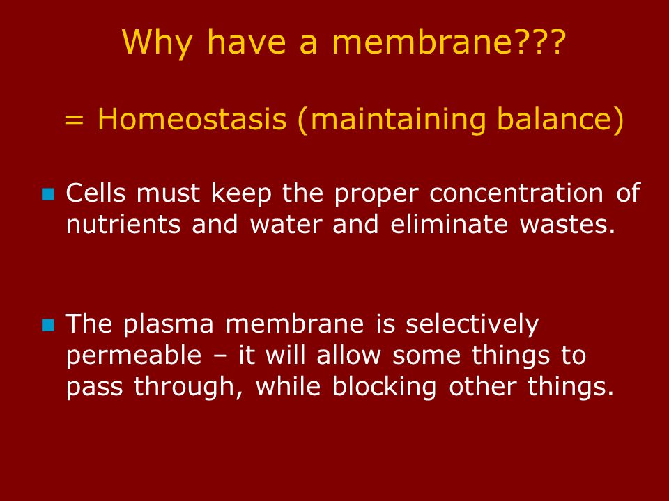 The Plasma Membrane and Homeostasis