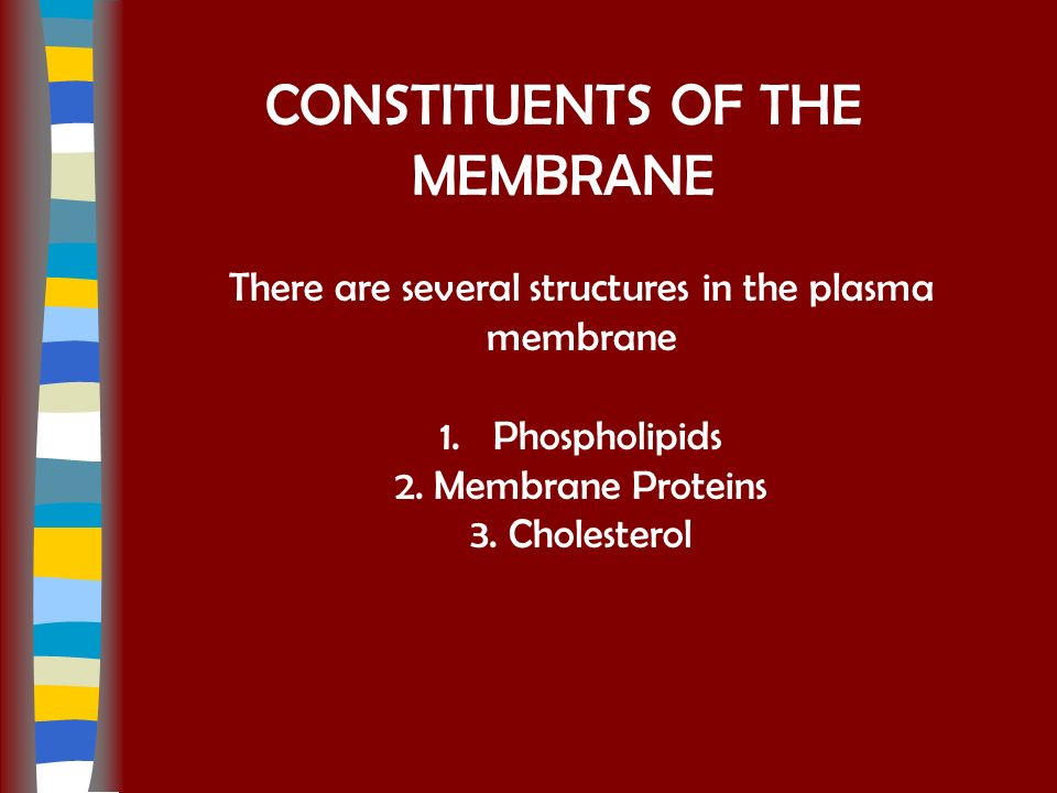 Structure of the Plasma Membrane –Membranes can be found around the cell, the nucleus, vacuoles, mitochondria, and chloroplasts.