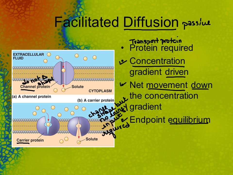 Facilitated Diffusion Protein required Concentration gradient driven Net movement down the concentration gradient Endpoint equilibrium