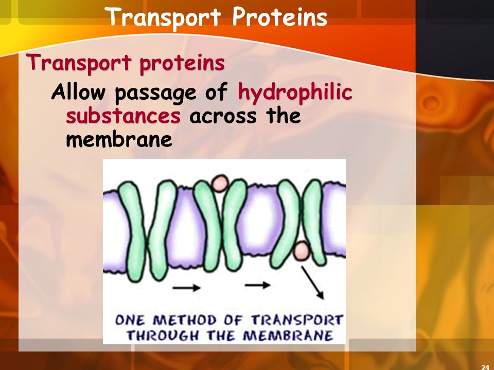 24 Transport Proteins Transport proteins hydrophilic substances Allow passage of hydrophilic substances across the membrane