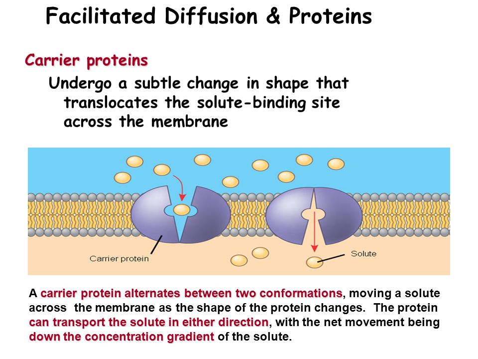 41 Facilitated Diffusion & Proteins Carrier proteins Undergo a subtle change in shape that translocates the solute-binding site across the membrane carrier proteinalternates between two conformations can transport the solute in either direction down the concentration gradient A carrier protein alternates between two conformations, moving a solute across the membrane as the shape of the protein changes.