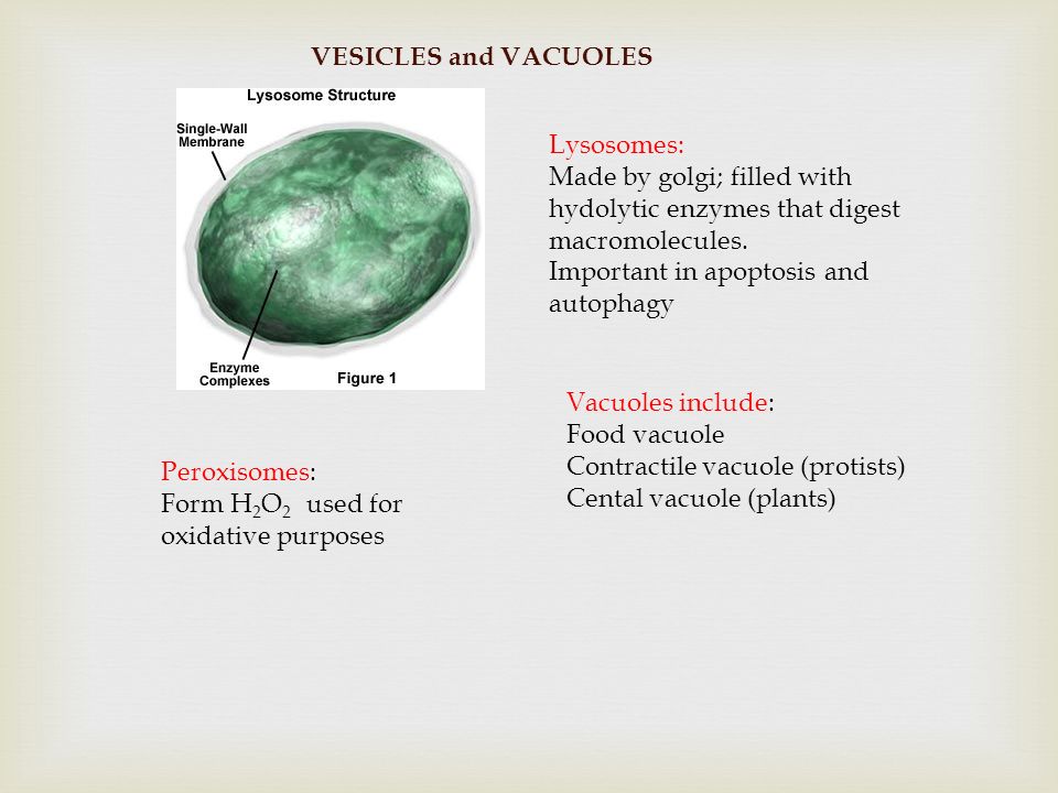 2 B 3 Eukaryotic Cells Maintain Internal Membranes That Partition The Cell Into Specialized