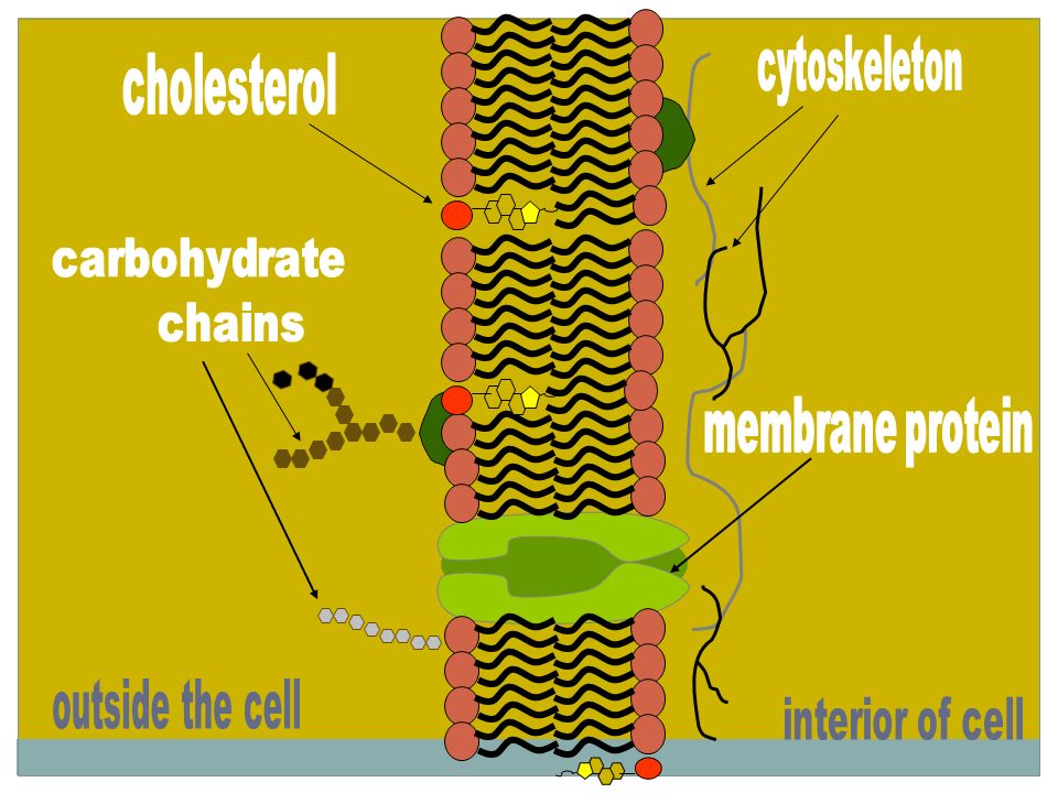 Membrane Proteins Determine what particles can pass through the membrane (gates).