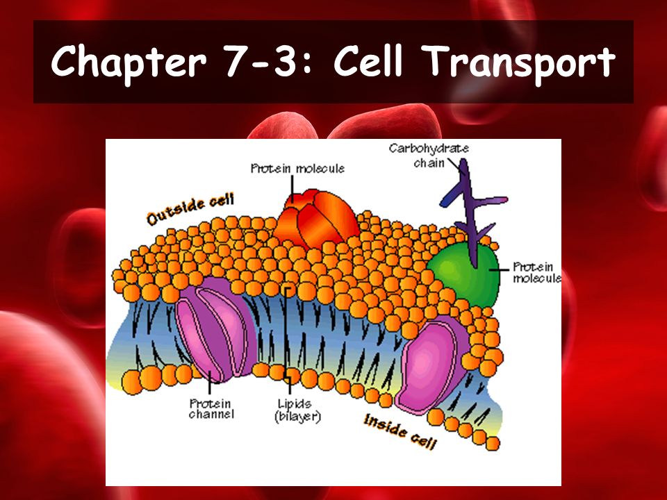 Chapter 7-3: Cell Transport