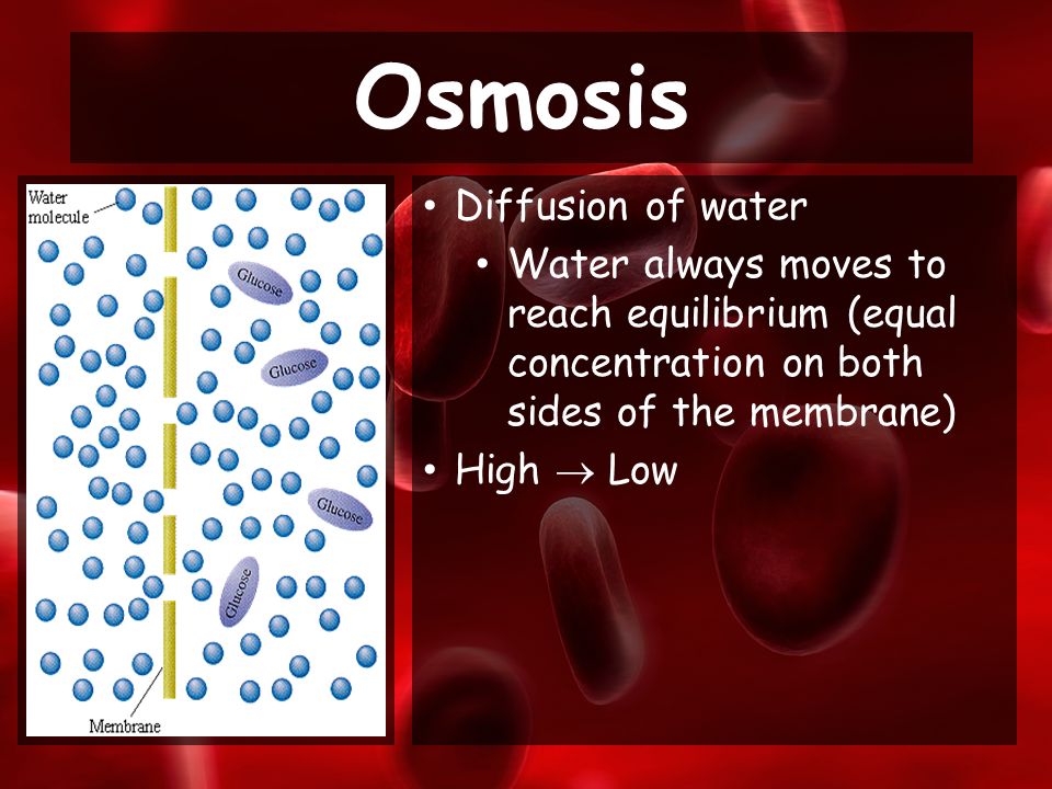 Diffusion of water Water always moves to reach equilibrium (equal concentration on both sides of the membrane) High  Low Osmosis