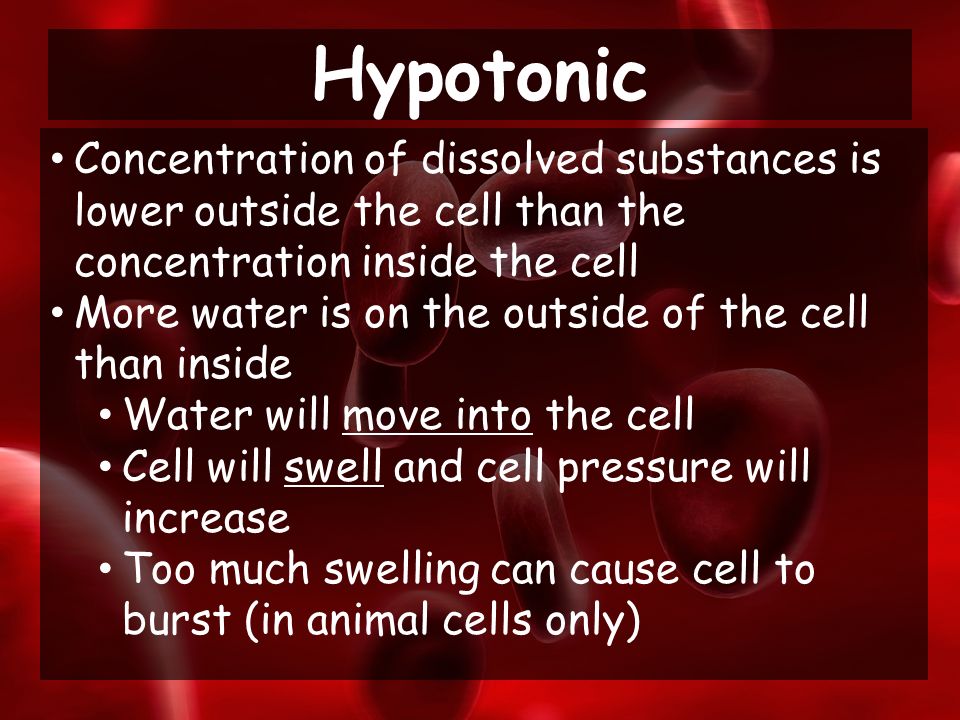 Concentration of dissolved substances is lower outside the cell than the concentration inside the cell More water is on the outside of the cell than inside Water will move into the cell Cell will swell and cell pressure will increase Too much swelling can cause cell to burst (in animal cells only) Hypotonic
