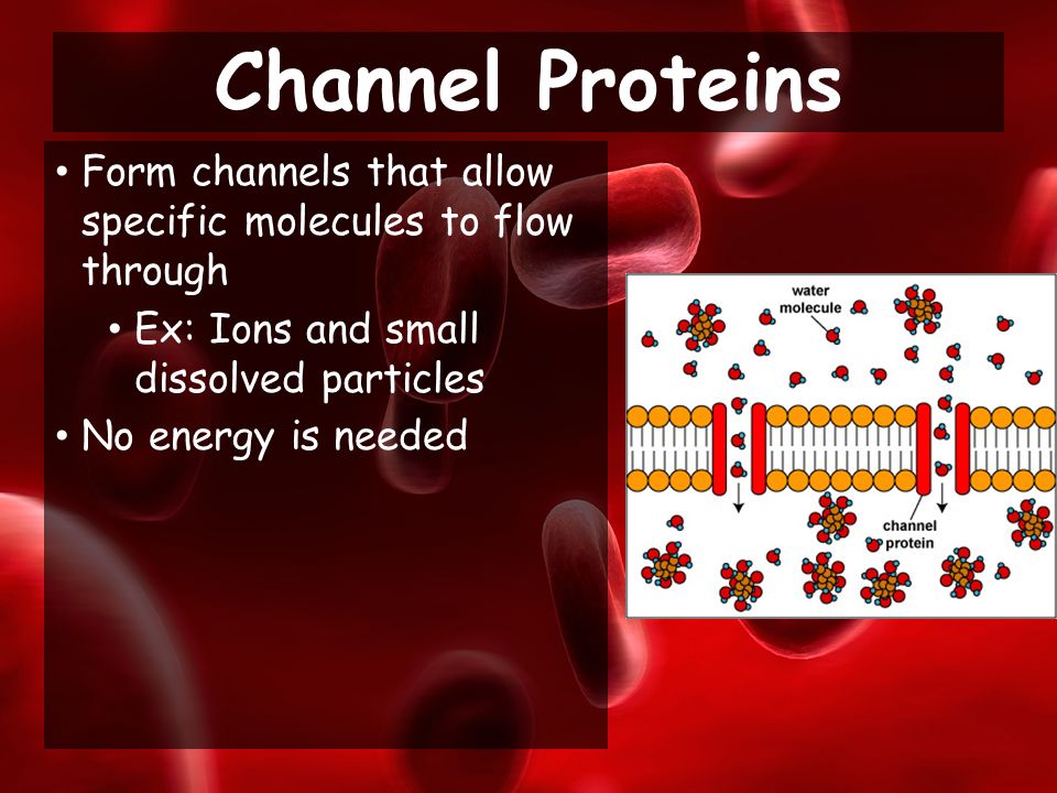 Form channels that allow specific molecules to flow through Ex: Ions and small dissolved particles No energy is needed Channel Proteins