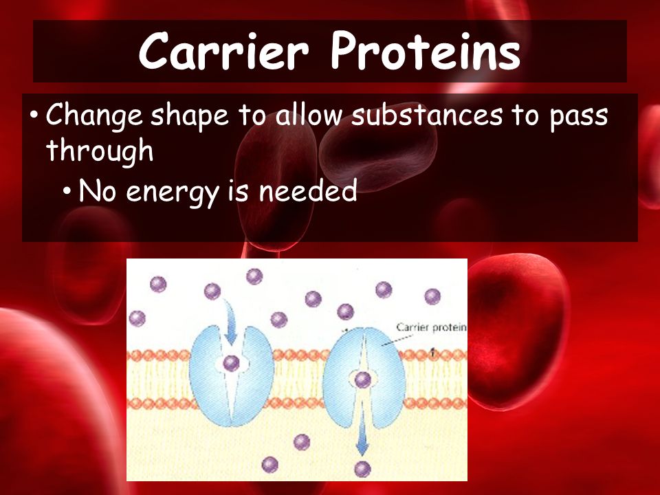 Change shape to allow substances to pass through No energy is needed Carrier Proteins