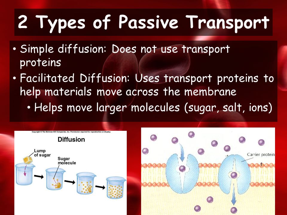 Simple diffusion: Does not use transport proteins Facilitated Diffusion: Uses transport proteins to help materials move across the membrane Helps move larger molecules (sugar, salt, ions) 2 Types of Passive Transport