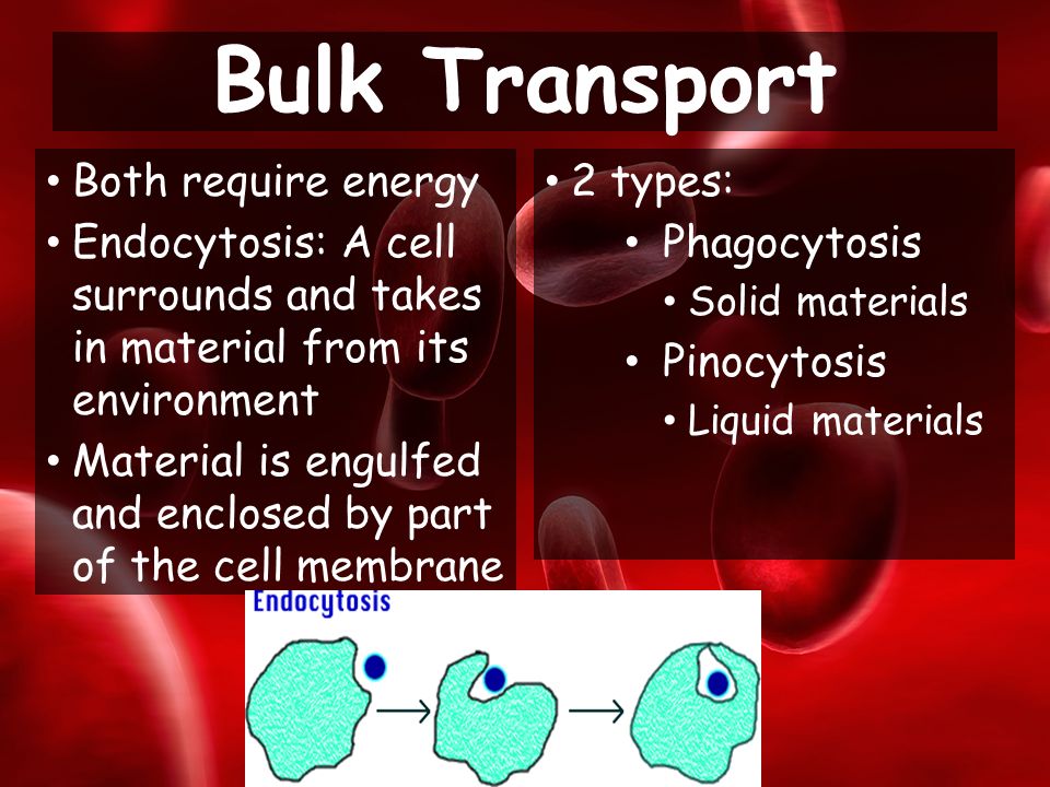 Both require energy Endocytosis: A cell surrounds and takes in material from its environment Material is engulfed and enclosed by part of the cell membrane Bulk Transport 2 types: Phagocytosis Solid materials Pinocytosis Liquid materials