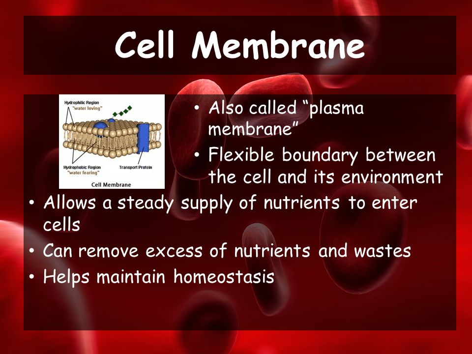 Also called plasma membrane Flexible boundary between the cell and its environment Allows a steady supply of nutrients to enter cells Can remove excess of nutrients and wastes Helps maintain homeostasis Cell Membrane