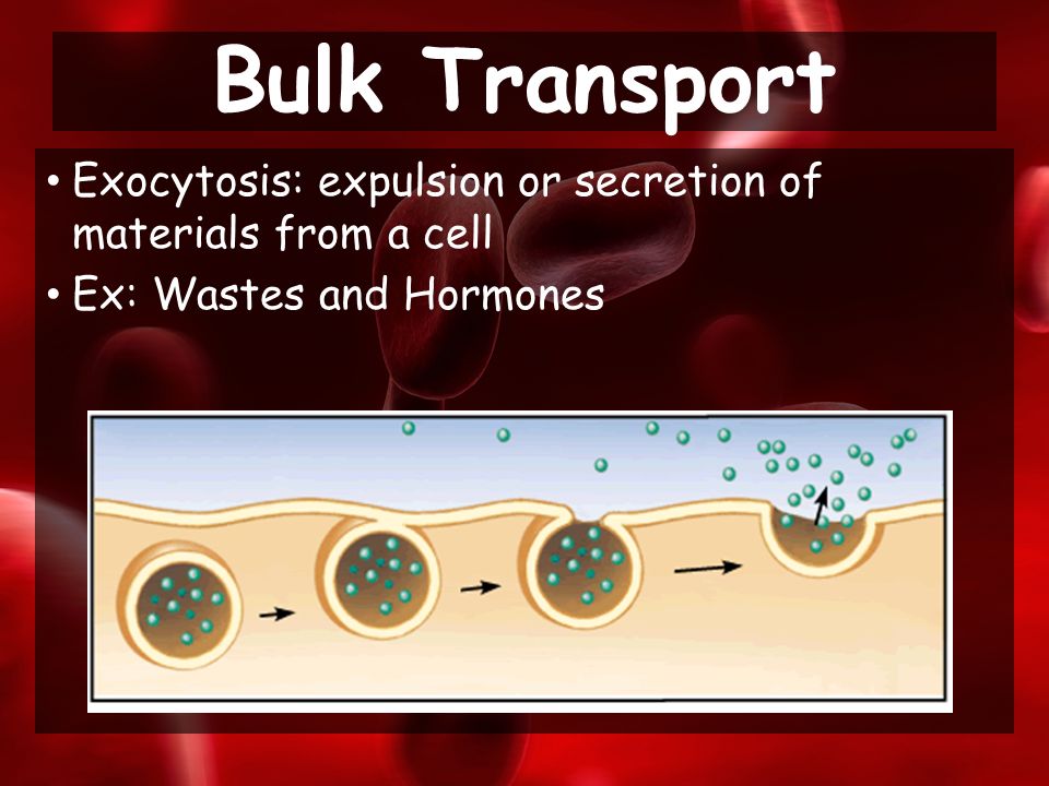 Exocytosis: expulsion or secretion of materials from a cell Ex: Wastes and Hormones Bulk Transport