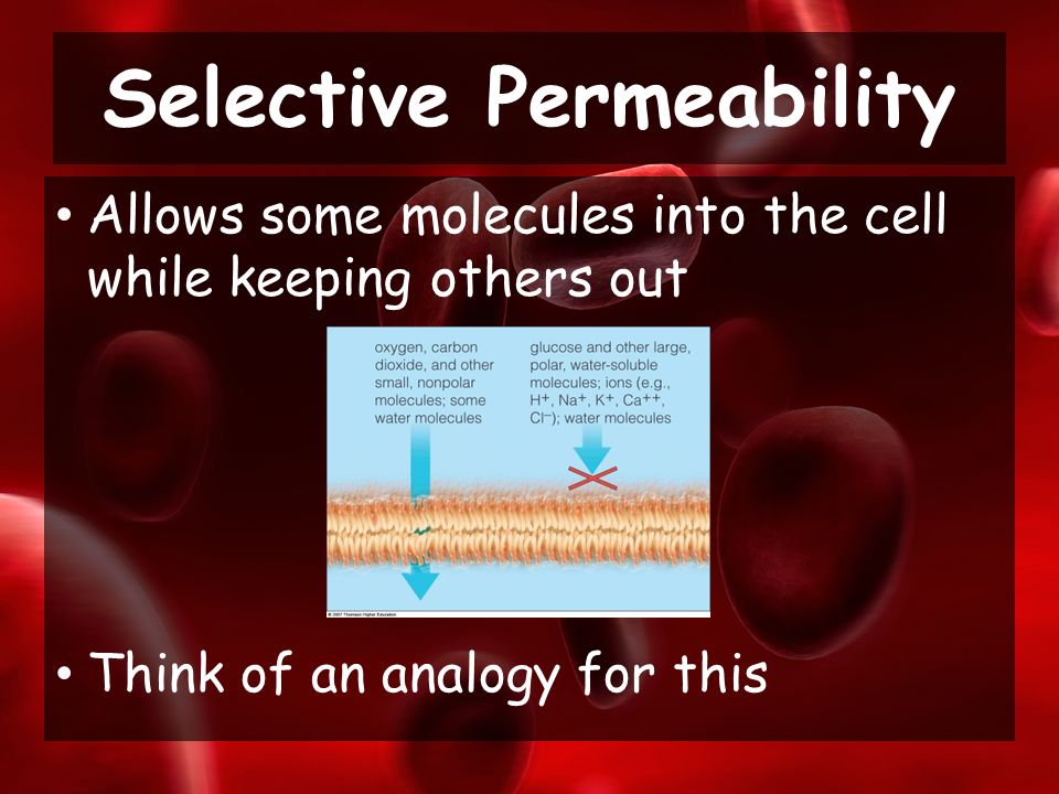 Allows some molecules into the cell while keeping others out Think of an analogy for this Selective Permeability