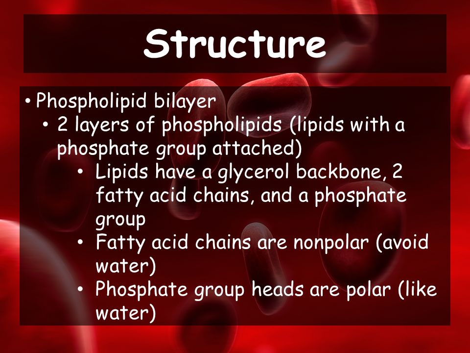 Phospholipid bilayer 2 layers of phospholipids (lipids with a phosphate group attached) Lipids have a glycerol backbone, 2 fatty acid chains, and a phosphate group Fatty acid chains are nonpolar (avoid water) Phosphate group heads are polar (like water) Structure