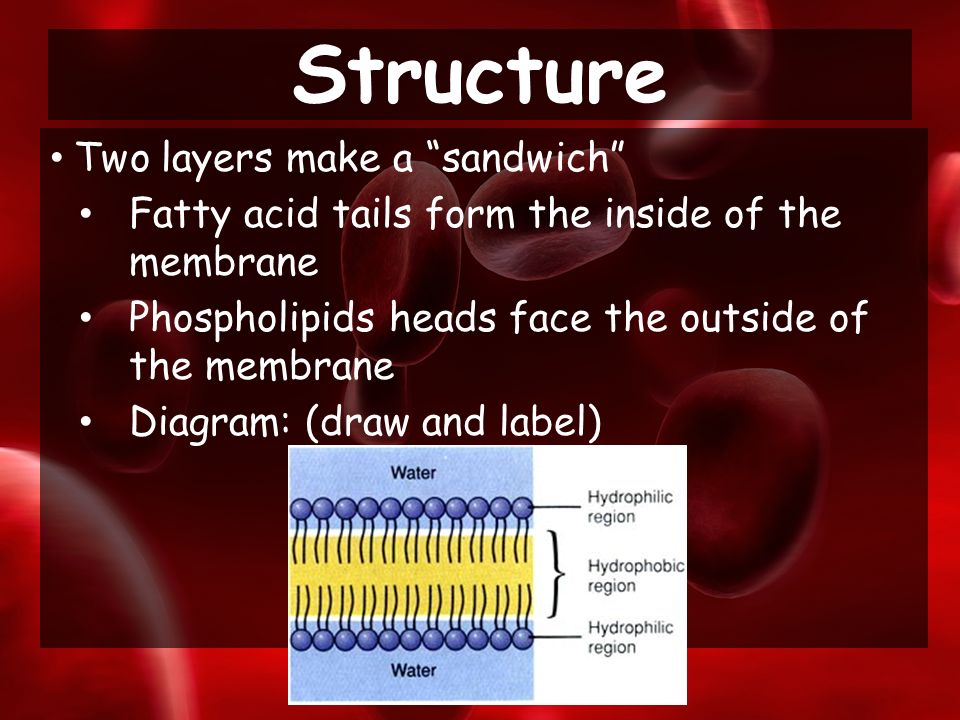 Two layers make a sandwich Fatty acid tails form the inside of the membrane Phospholipids heads face the outside of the membrane Diagram: (draw and label) Structure