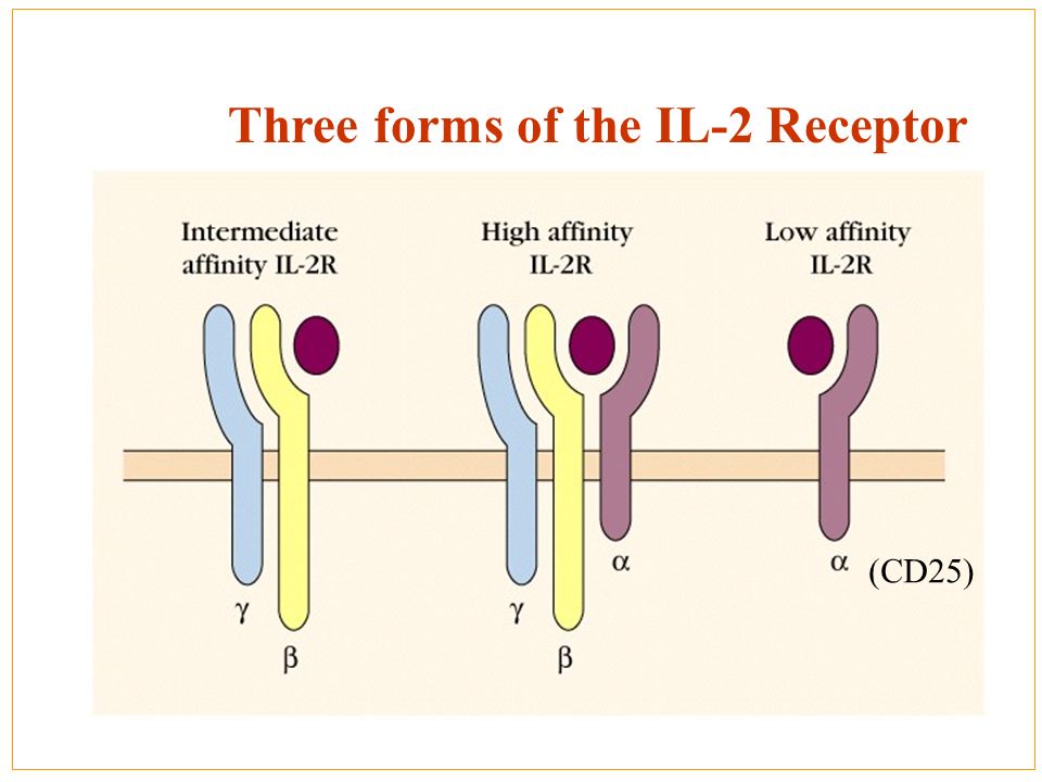 Last three forms. Рецептор cd25. Jam Рецептор и CD 31.